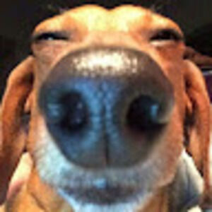 Meet your Posher, Ellis